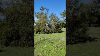 2 MASSIVE LIVE OAK TREES RIPPED OUT OF THE GROUND MONSTEROUISMILTON FLORIDA [upl. by Akehsay710]