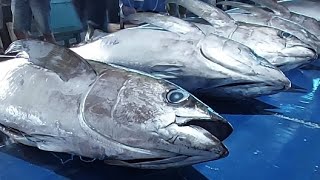 Live 14 June 24 ‼️🔥 Cutting Fresh Yellowfin Tuna [upl. by Lekkim]