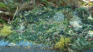 Moss Art with Hand Stitched Embroidery [upl. by Dorfman]