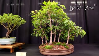 The KW Bonsai Fall Show and Sale The Bonsai Zone Sept 2024 [upl. by Salkin]