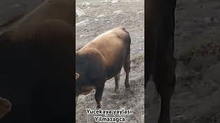 YÜCEKAYA YAYLASİ SİVAS [upl. by Meer]