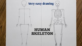 Easy way to draw human skeleton step by step [upl. by Rube814]