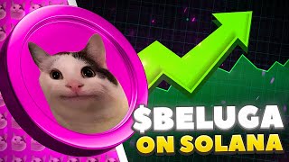 BELUGA  VIRAL CAT MEME ON SOLANA [upl. by Phaidra]