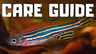 Zebra Danio Fish Care Guide in 5 Minutes [upl. by Lacsap]