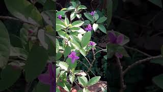 Pseuderanthemum laxiflora Shooting star Beautiful garden plant with star shaped lavender flowers [upl. by Juline]