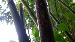 Phyllostachys vivax in Germany 6 cm [upl. by Otrebireh799]