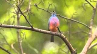 Rosebellied Bunting Passerina rositae [upl. by Rhiamon]