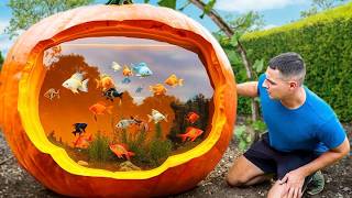 I Turned A Pumpkin Into A Fish Aquarium [upl. by Tips326]