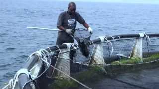 Cultivos de mar la cría sostenible de pescado en la bahía de Cartagena [upl. by Aneras]