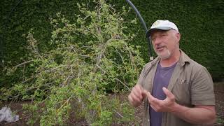 4 Simple Tips To Control Codling Moth [upl. by Nibla]