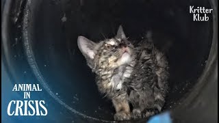 Kitten Stuck Underground Cries Out Of Fear No One Would Rescue Him  Animal in Crisis EP117 [upl. by Nets]