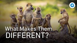 From The Amazon to Africa  The Secret Codes of Monkey Life  Full Wildlife Documentary [upl. by Airotciv698]