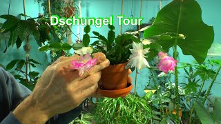 Dschungel Tour anfang Dezember mit Pflanzen [upl. by Ettennek573]