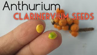 Anthurium Clarinervium Seeds [upl. by Ruenhs]