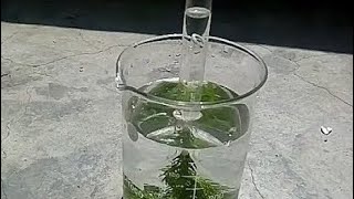 Oxygen is produced during photosynthesis  Hydrilla experiment for Class X Biology [upl. by Martinsen]