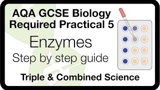 AQA GCSE Required Practical Enzymes  Method Analysis amp ExamStyle Questions [upl. by Marys]