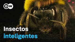 La asombrosa inteligencia de los abejorros las avispas y otros insectos  DW Documental [upl. by Gerc]