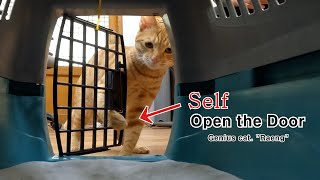 The cat opens the door 랭이 개인기  하우스 교육 [upl. by Buff394]