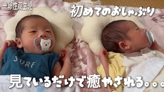 【新生児】見ているだけで癒やされる双子の赤ちゃんquotNewborn Twin Babies That Are Soothing Just to Watchquot [upl. by Guzel]