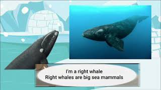 Meet the Animals 8 Right Whale [upl. by Rebmik]