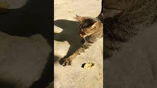 Viral short p🥰 cute cat😍 lovely💕  🌹 beauty [upl. by Yoreel]