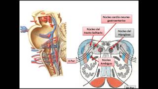 Tronco encefalico configuración interna [upl. by Champaigne295]