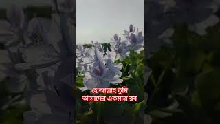 হে আল্লাহ তুমি আমাদের একমাত্র। bassera islamicvideo ইসলামীক islamic flowers 4k islamicstatus [upl. by Eatnoled]