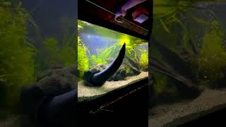 10000 JUMBO Bloodworms For Homer The FIRE EEL 🔥 [upl. by Anivid]