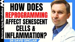 How Does Reprogramming Affect Senescent Cells amp Inflammation  Dr David Sinclair Interview Clips [upl. by Elisabetta337]