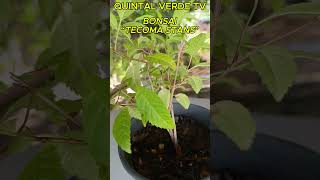 BONSAI “TECOMA STANS” Shorts 2071 bonsai plants plantas plantasdecasa plantsofinstagram [upl. by Roma]