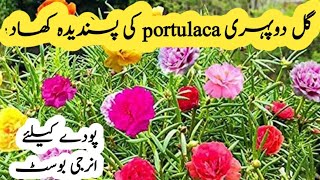 Best fertilizer for portulaca moss rose plant and use full care tips [upl. by Honor]