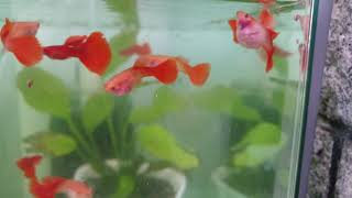 Guppies 22 Albino Full Red Glass Belly [upl. by Massingill]