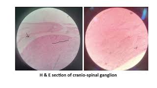 PRACTICAL HISTOLOGY 15 LM pictures [upl. by Iasi458]