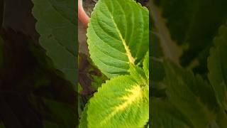 Coleus plant ko cutting se kaise lagaen propagation beautiful leaves easy coleus ytshorts [upl. by Aneema]