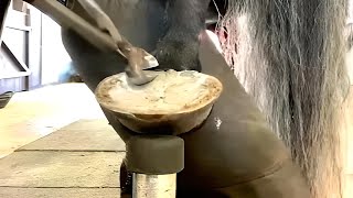 🐴How Horse Hooves Deep Cleaned Fast Horse Hoof Deep Trimming [upl. by Hillhouse]