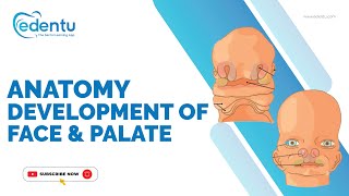 Development of Face amp Palate  Anatomy edentu neetmds dentalanatomy [upl. by Haym752]