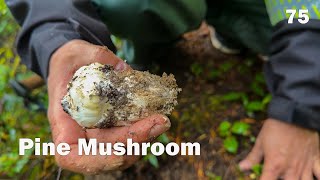 Wild Mushroom Hunting  Pine Mushroom  Yellow Chanterelles Mushroom [upl. by Aisa]