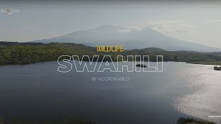 Wildlife in swahili [upl. by Yadsendew]