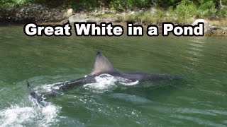 🦈14 foot Great White Shark Stuck in A Salt Pond [upl. by Bahner217]