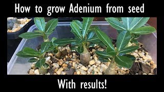 How to grow Desert Rose Adenium from seed with results [upl. by Pirri266]