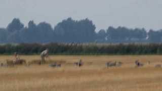 Heftige beelden ganzenjacht I  Korendijk  24 augustus 2013 [upl. by Tadd]