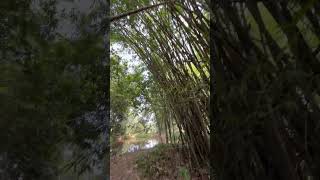 Bamboo forest 🎋🎋bamboo nature ytshorts youtubeshorts [upl. by Ullund71]