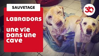 Ces labradors ont été sauvés dune cave par la Fondation 30 Millions dAmis [upl. by Airdnazxela285]