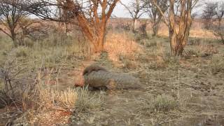 Okonjima Namibia  Temmincks ground pangolin  mother amp baby Sep 2016 [upl. by Saisoj]