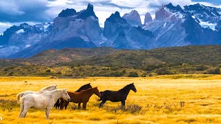 Beautiful Relaxing Music Peaceful Soothing Instrumental Music quotHorses of the Mt Realmsquot Tim Janis [upl. by Aramat767]