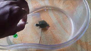 Red Eared Slider Turtle at Farm [upl. by Nevs]