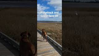 Rhodesian Ridgeback tracks crane on marsh dog rhodesianridgeback crane florida bird hunting [upl. by Viglione648]