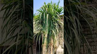 5 top sugarcane variety new farming sugarcanefarming agriculture villagelife nature sugarcane [upl. by Edelman]