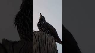 Common Starling Singing [upl. by Adlanor]