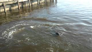 Bertus de zeehond uit Den Helder krijgt een maaltje vis [upl. by Clyde571]